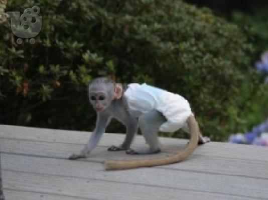 PoulaTo: Baby marmoset για 210 ευρώ